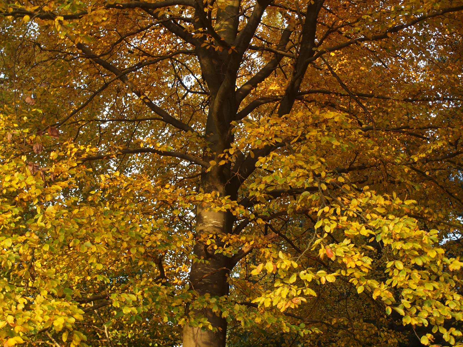 Webdesign aus der Eifel, Morgenstimmung